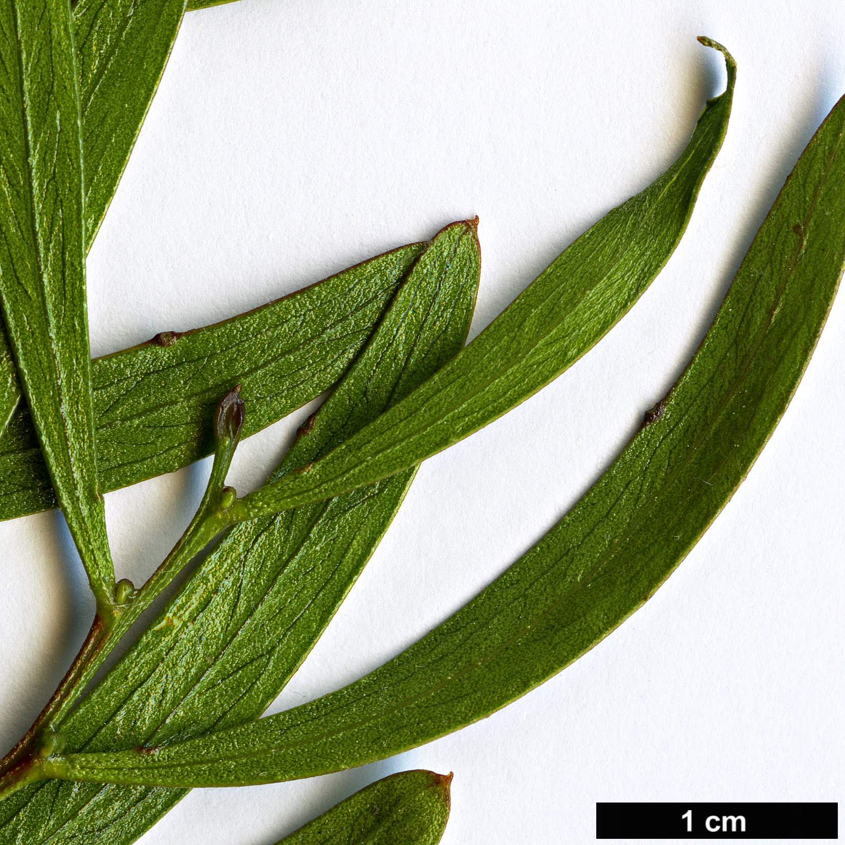 High resolution image: Family: Fabaceae - Genus: Acacia - Taxon: dodonaeifolia